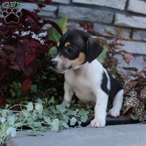 Bingo, Jack Russell Terrier Puppy