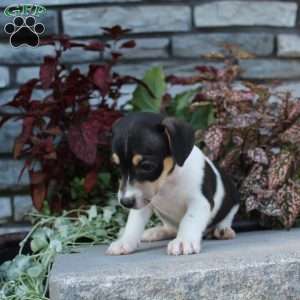 Bingo, Jack Russell Terrier Puppy