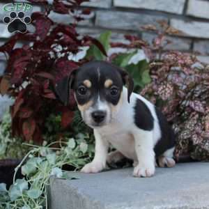Bingo, Jack Russell Terrier Puppy