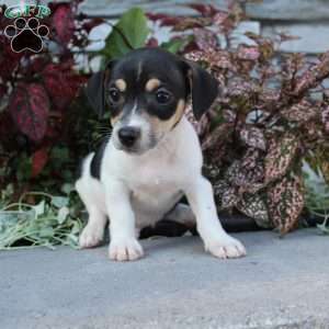Bingo, Jack Russell Terrier Puppy
