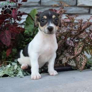 Bingo, Jack Russell Terrier Puppy