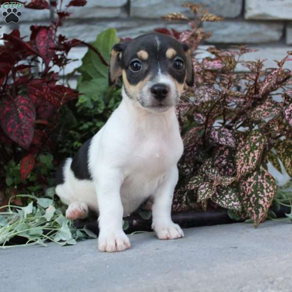 Bingo, Jack Russell Terrier Puppy