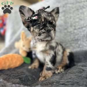 Yankee Girl, French Bulldog Puppy