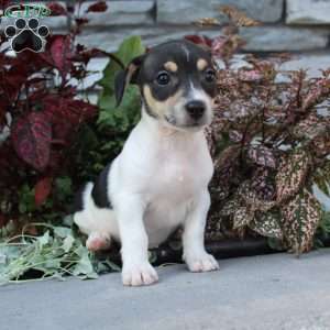 Bingo, Jack Russell Terrier Puppy