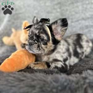 Yankee Girl, French Bulldog Puppy