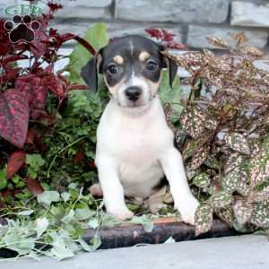 Bingo, Jack Russell Terrier Puppy