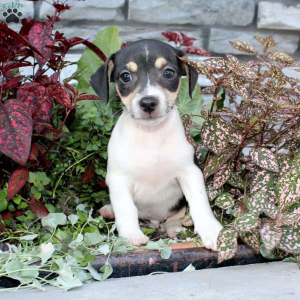 Bingo, Jack Russell Terrier Puppy