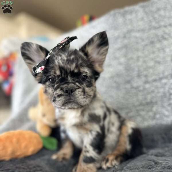 Yankee Girl, French Bulldog Puppy