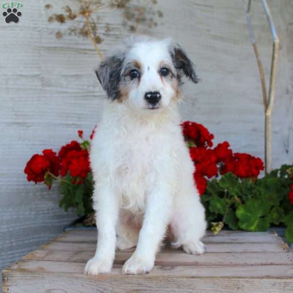 Taffy, Mini Aussiedoodle Puppy