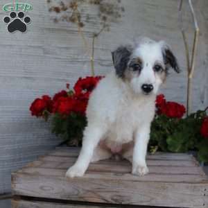 Taffy, Mini Aussiedoodle Puppy