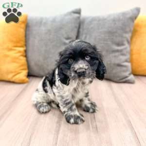 Nolan, Cocker Spaniel Puppy