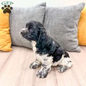 Nolan, Cocker Spaniel Puppy