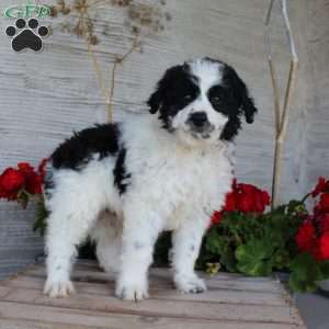 Tucker, Mini Aussiedoodle Puppy