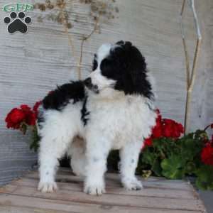 Tucker, Mini Aussiedoodle Puppy