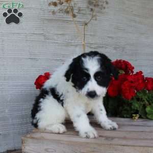 Tucker, Mini Aussiedoodle Puppy