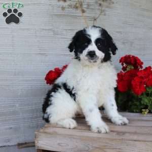 Tucker, Mini Aussiedoodle Puppy