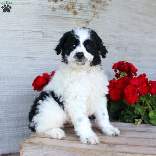 Tucker, Mini Aussiedoodle Puppy