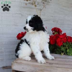 Tucker, Mini Aussiedoodle Puppy