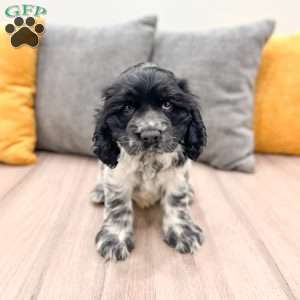 Nolan, Cocker Spaniel Puppy