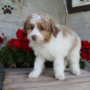 Toby, Mini Aussiedoodle Puppy