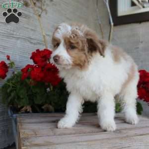 Toby, Mini Aussiedoodle Puppy