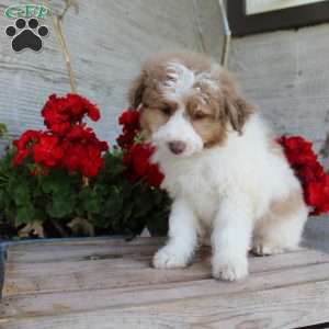 Toby, Mini Aussiedoodle Puppy