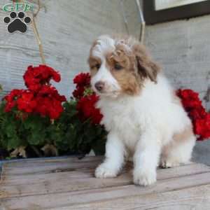 Toby, Mini Aussiedoodle Puppy