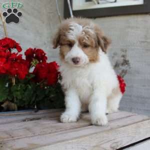 Toby, Mini Aussiedoodle Puppy