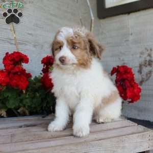 Toby, Mini Aussiedoodle Puppy
