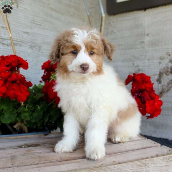 Toby, Mini Aussiedoodle Puppy