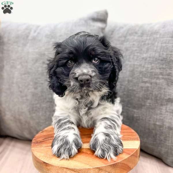 Nolan, Cocker Spaniel Puppy