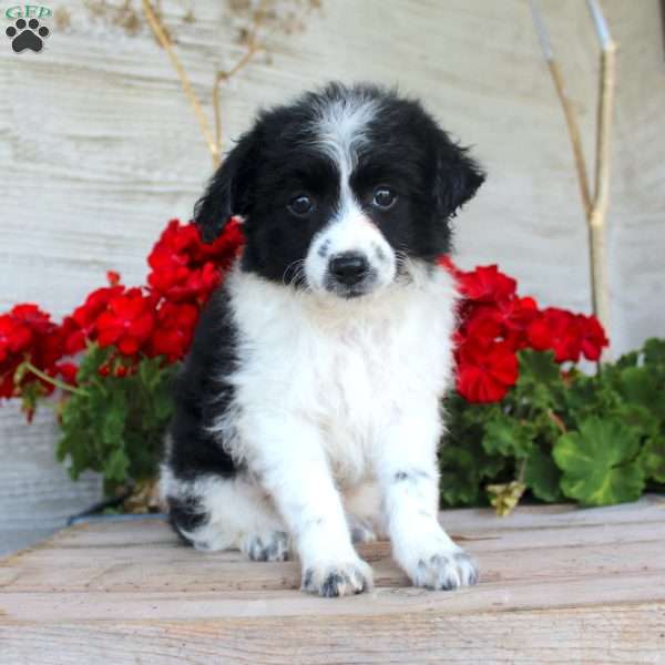 Tiny, Mini Aussiedoodle Puppy