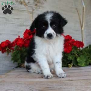 Tiny, Mini Aussiedoodle Puppy