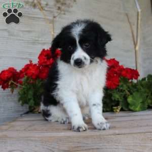 Tiny, Mini Aussiedoodle Puppy