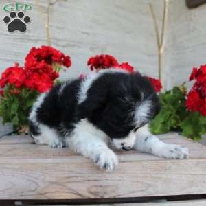Tiny, Mini Aussiedoodle Puppy