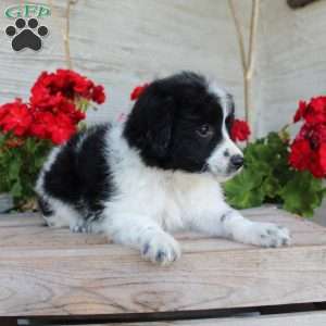 Tiny, Mini Aussiedoodle Puppy