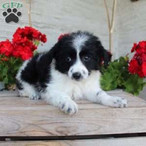 Tiny, Mini Aussiedoodle Puppy