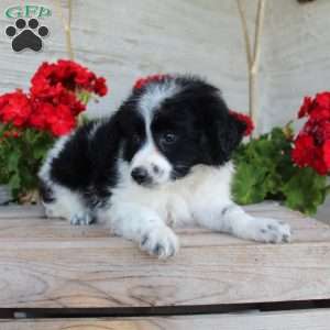 Tiny, Mini Aussiedoodle Puppy