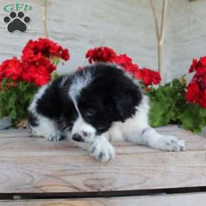Tiny, Mini Aussiedoodle Puppy