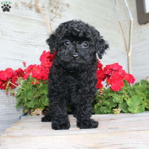 Carla, Miniature Poodle Puppy