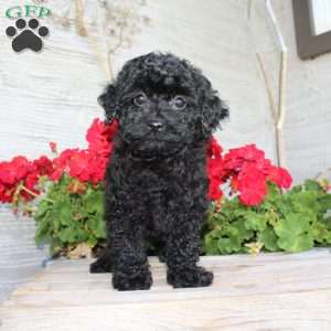 Carla, Miniature Poodle Puppy