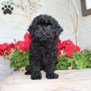 Carla, Miniature Poodle Puppy