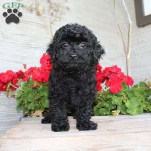 Carla, Miniature Poodle Puppy