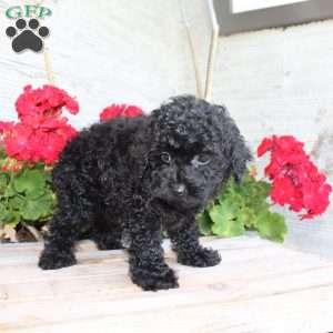 Carla, Miniature Poodle Puppy