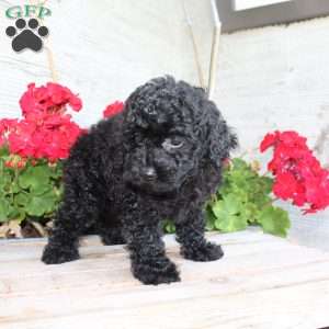 Carla, Miniature Poodle Puppy