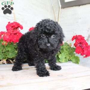 Carla, Miniature Poodle Puppy