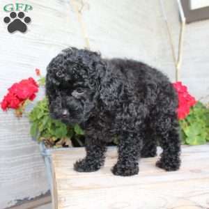 Carla, Miniature Poodle Puppy