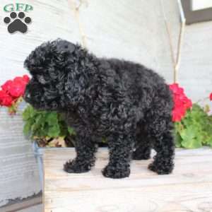Carla, Miniature Poodle Puppy