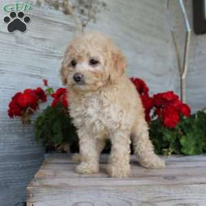 Cuddles, Miniature Poodle Puppy