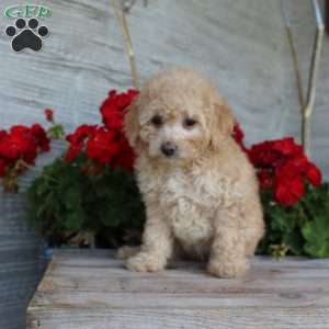Cuddles, Miniature Poodle Puppy
